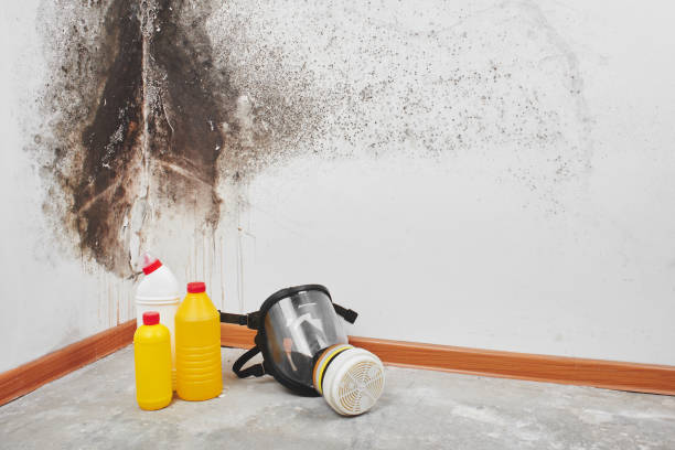 Best Same-Day Mold Removal  in Irvine, KY