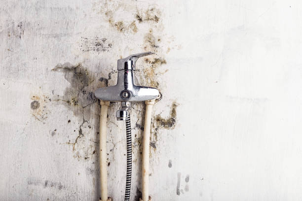 Best Home Mold Removal  in Irvine, KY
