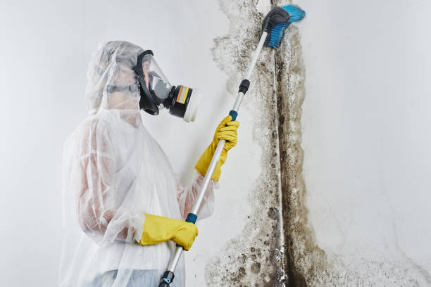 Office Mold Removal Services in Irvine, KY