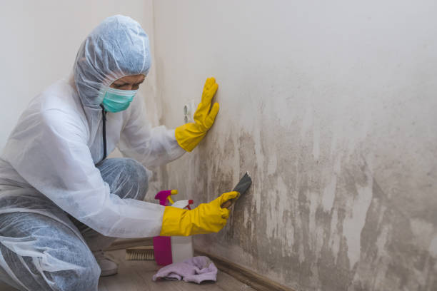 Best Emergency Mold Removal  in Irvine, KY
