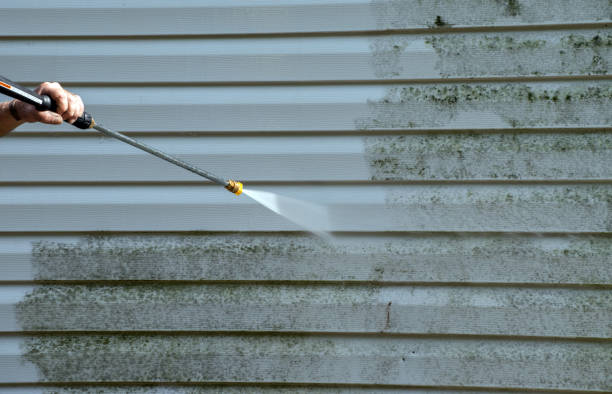 Best Residential Mold Removal  in Irvine, KY