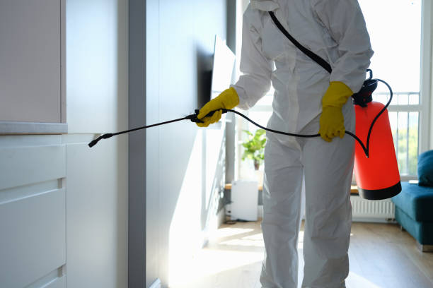 Attic Mold Removal in Irvine, KY