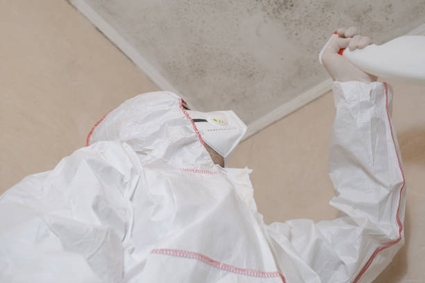 Professional Mold Removal in Irvine, KY
