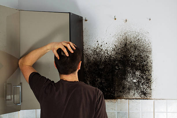 Best Fast Mold Removal  in Irvine, KY